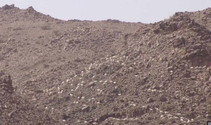 kambing-bani-saad.jpg